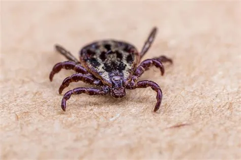 Babesia! A Tiny Tick-Borne Terror Lurking in the Shadows of Your Next Hike