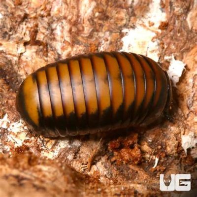 Eastern Pill Millipede! A Remarkably Resilient Creature Known for its Armored Body and Unique Defensive Mechanism