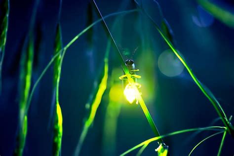  Firefly! These Bioluminescent Beauties Illuminate Summer Nights With Their Magical Glow