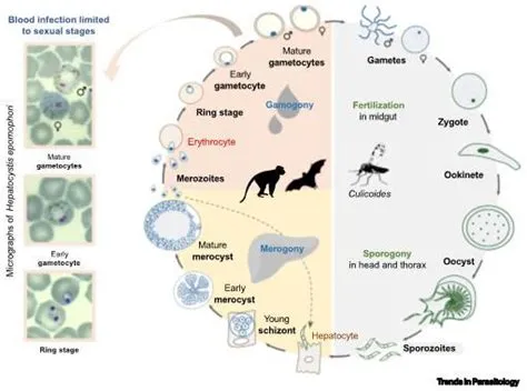 Hepatocystis! These Tiny Parasites Reign Over the Liver Kingdoms of Their Rodent Hosts