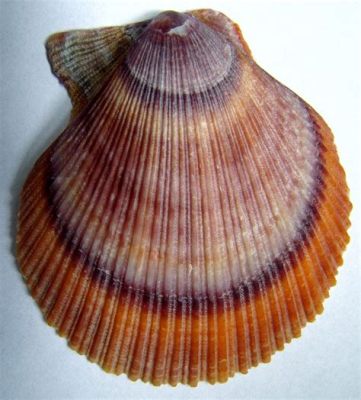 Iceland Scallop: An Edible Shellfish That Lives on Ocean Floors and Can Even Swim!