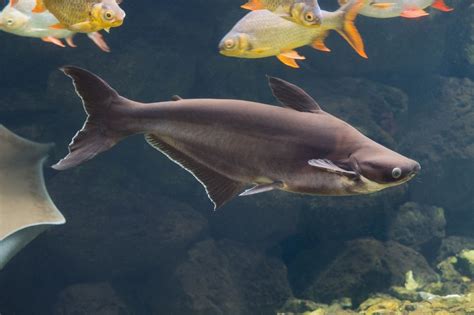  Iridescent Shark - Can You Imagine A Fish That Could Gulp Down An Entire Watermelon?