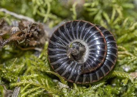 Julidae Millipedes: These Remarkably Armored Creatures With Endless Legs Are an Ecological Enigma!