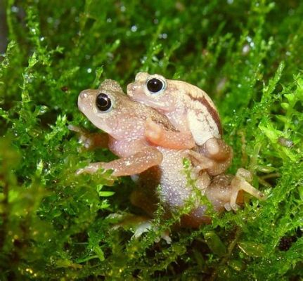  Know Your Kingdom: The Kihansi Spray Toad - An Astonishing Amphibian Found Thriving Under Cascading Waterfalls!