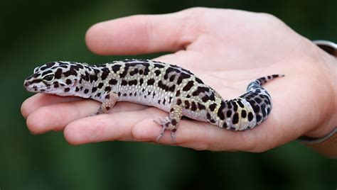  Leopard Gecko: This Tiny Tank Resident Makes for an Excellent Beginner Reptile Pet