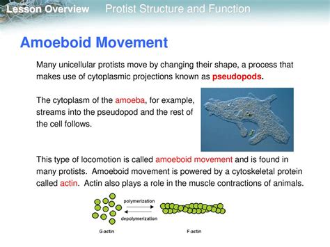  Rhizopoda: Masters of Amoeboid Movement, Hiding in Plain Sight!