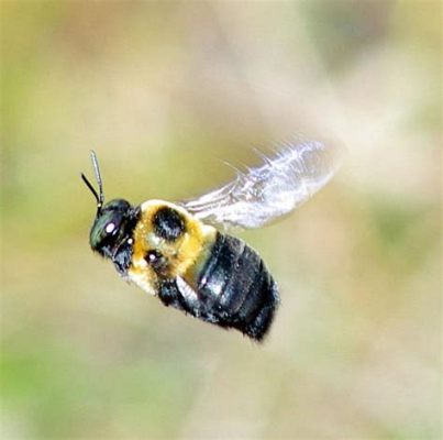  Xylocopa! These Buzzing Carpenters Are Nature's Tiny Architects