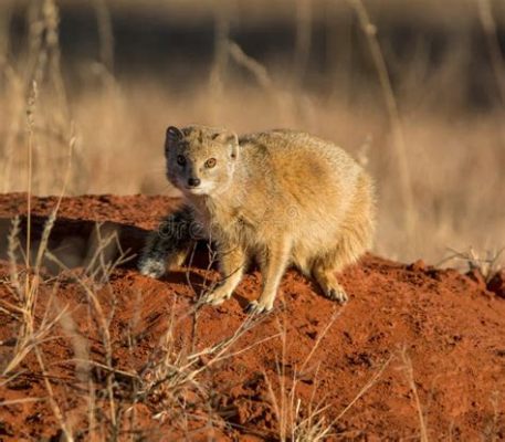  Yellow-Mongoose--A Fuzzy Fury That Embraces the Savanna and All Its Delights!