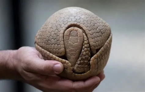 Armadillo:  A Creature With Rolling Defense Mechanisms That Are Equally Amusing and Impressive!