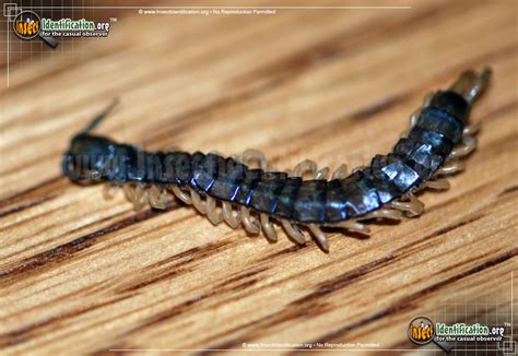   centipedes:  Tiny Predators With Hundreds Of Legs That Scuttle Through Leaf Litter Like Miniature Trains