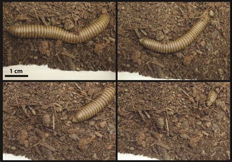 Eumorpha! Unearthing These Burrowing Millipedes and Their Amazing Adaptations