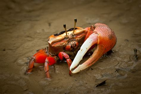  Fiddler Crab: A Master of One-Handed Prowess!