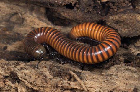 Hello There! How Does a Humble Helminthid Diplopod Spend Its Days in Moist Forests?