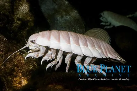 Oceanic-dwelling isopods with shimmering exoskeletons are truly mesmerizing sights to behold!