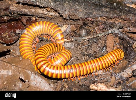  Orange Millipede: A Slow-Moving Jewel of Decaying Matter!