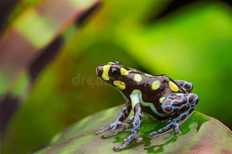  Plops! Are you ready to Dive into the Wonderful World of the Peruvian Poison Dart Frog? 