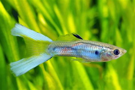  Poecilia Platy! A Tiny Livebearer Packed With Personality