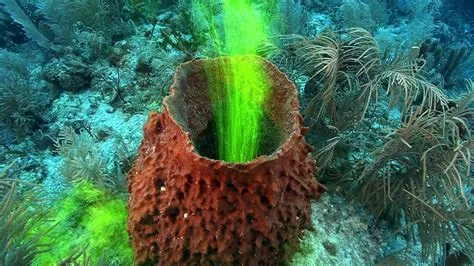  Scarlet Reef Sponge: A Splash of Color Hiding Incredible Filtering Prowess!