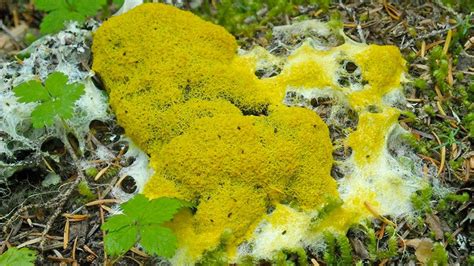  Yellow Slime Mold: Unearthing the Secrets of a Microscopic Marvel That Dances With Decay