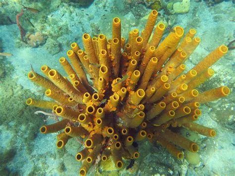  YellowTube Sponge: A Colorful Underwater Filter Feeder That Reminds Us of Giant Straws