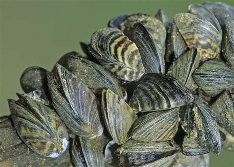  Zebra Mussel: A Tiny Invertebrate Capable of Stunning Biofouling and Ecosystem Disruption!