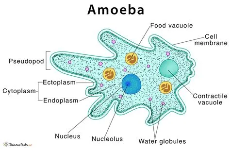  Zschokkeella! A Tiny Amoeba with Surprising Characteristics Zschokkeella are microscopic amoebas belonging to the Amoebozoa class characterized by their unique locomotion and feeding behaviors.